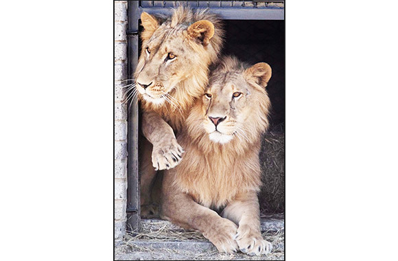 Qatar Airways Cargo Rejoins Forces with Animal Defenders International to transport six young lions home to Africa